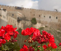 city-of-david-jerusalem-walls-national-park